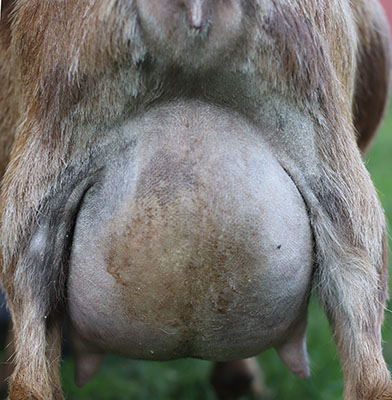 inca udder